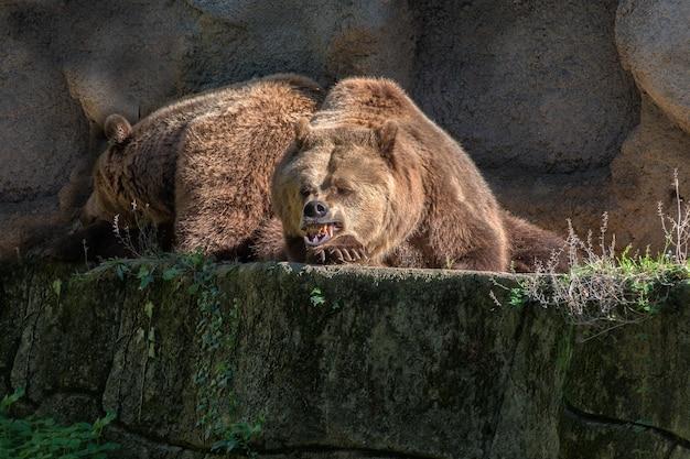 How do grizzly bears survive in the boreal forest? 