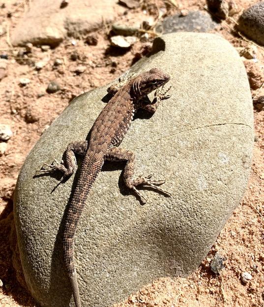 How big are lizard droppings? 