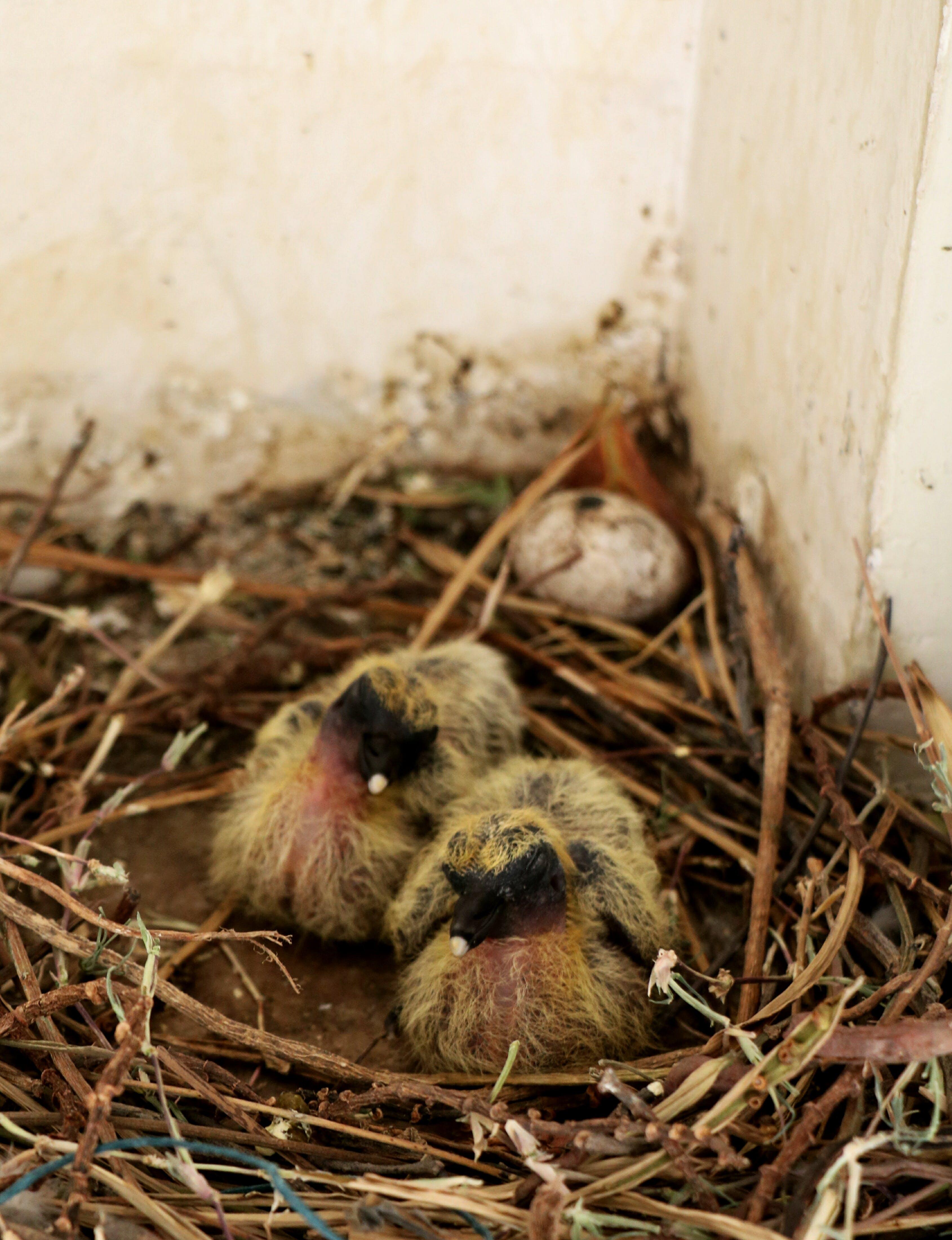 How do birds give birth? 