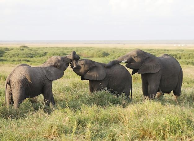 How do elephants adapt to the grasslands? 