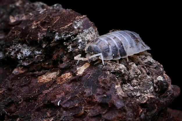 How do pill bugs drink water? 