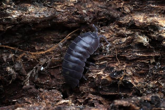How do pill bugs drink water? 