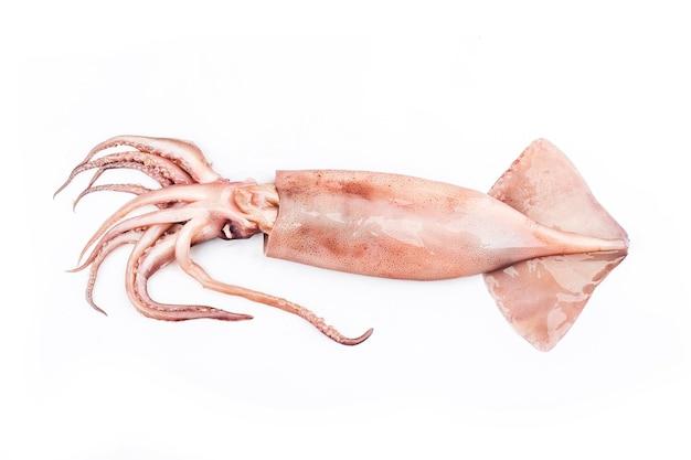 How does a squid give birth? 