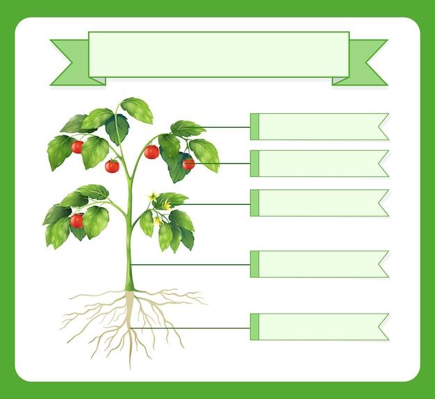 How does sunlight affect plant growth experiment results? 