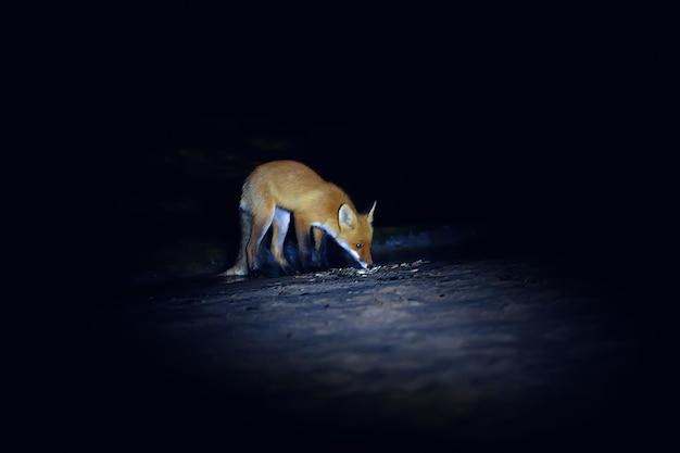 How far can Foxes see at night? 