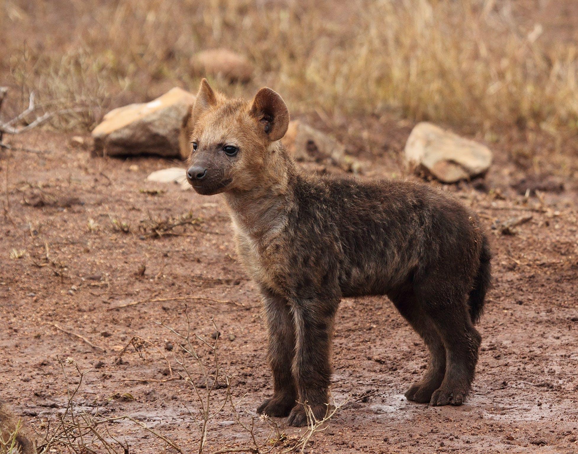 How heavy are hyenas? 