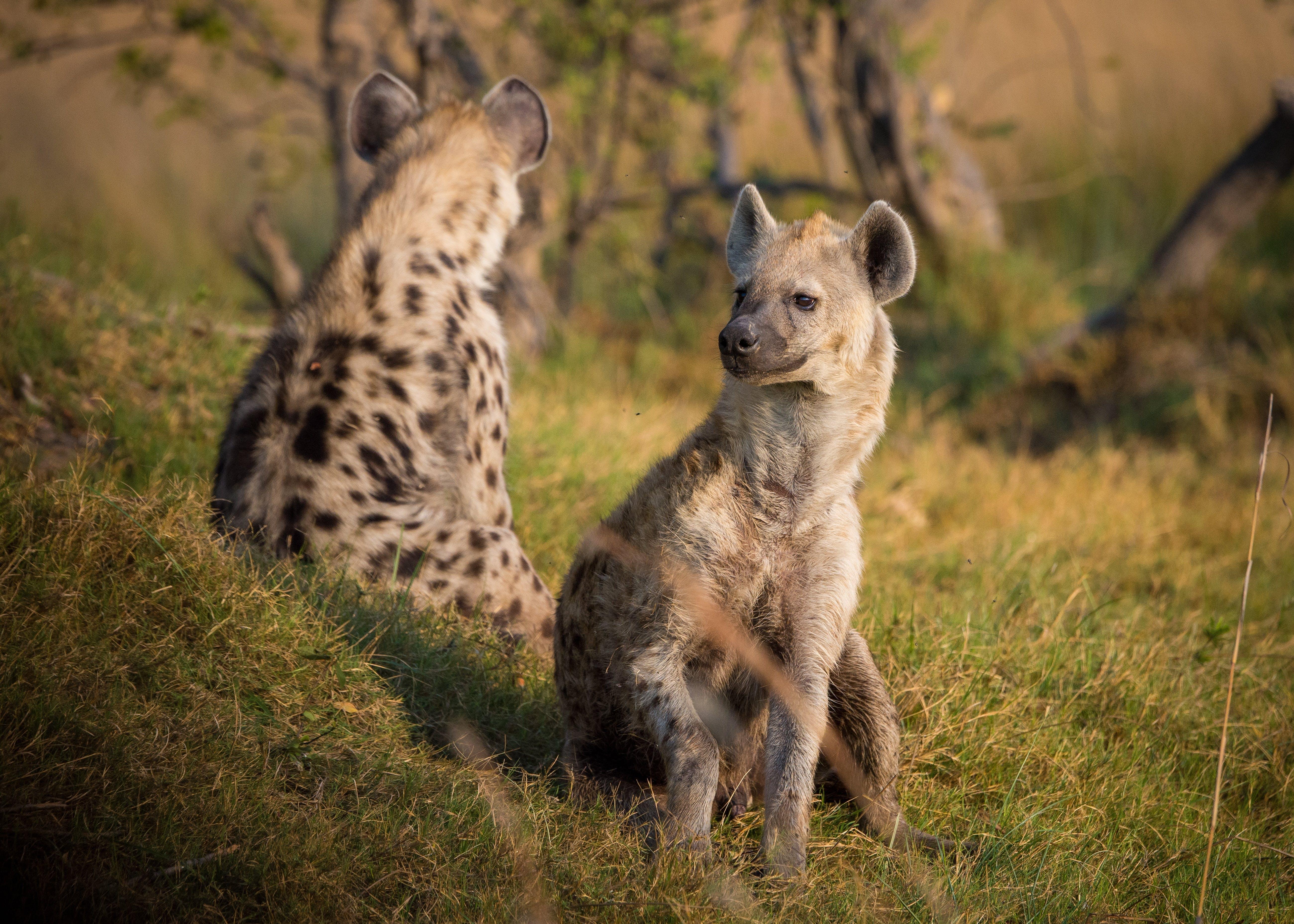 How heavy are hyenas? 