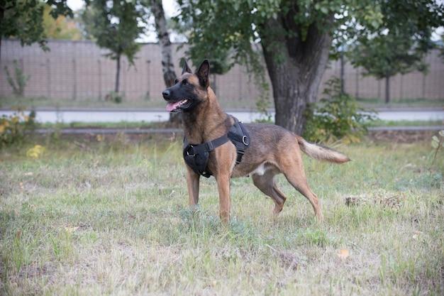 How heavy is the biggest German shepherd? 