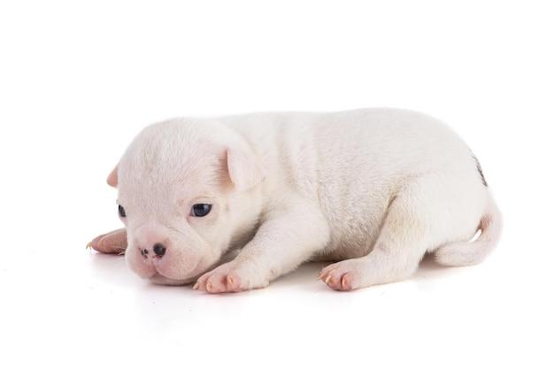 HOW LONG CAN 3 week old puppies go without eating? 