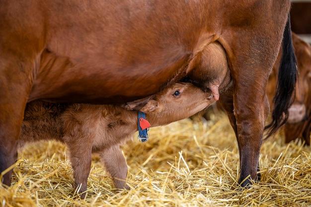 How long can a newborn calf go without nursing? 