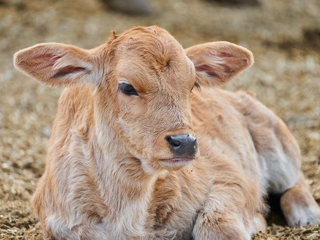 How long can a newborn calf go without nursing? 