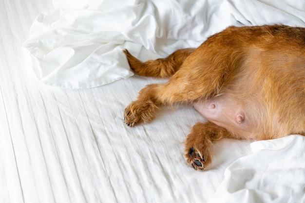 How long can a pregnant dog go overdue? 