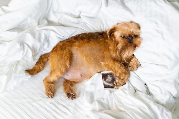 How long can a pregnant dog go overdue? 