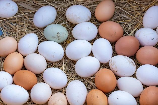 How long can chicken eggs survive without their mother on them? 