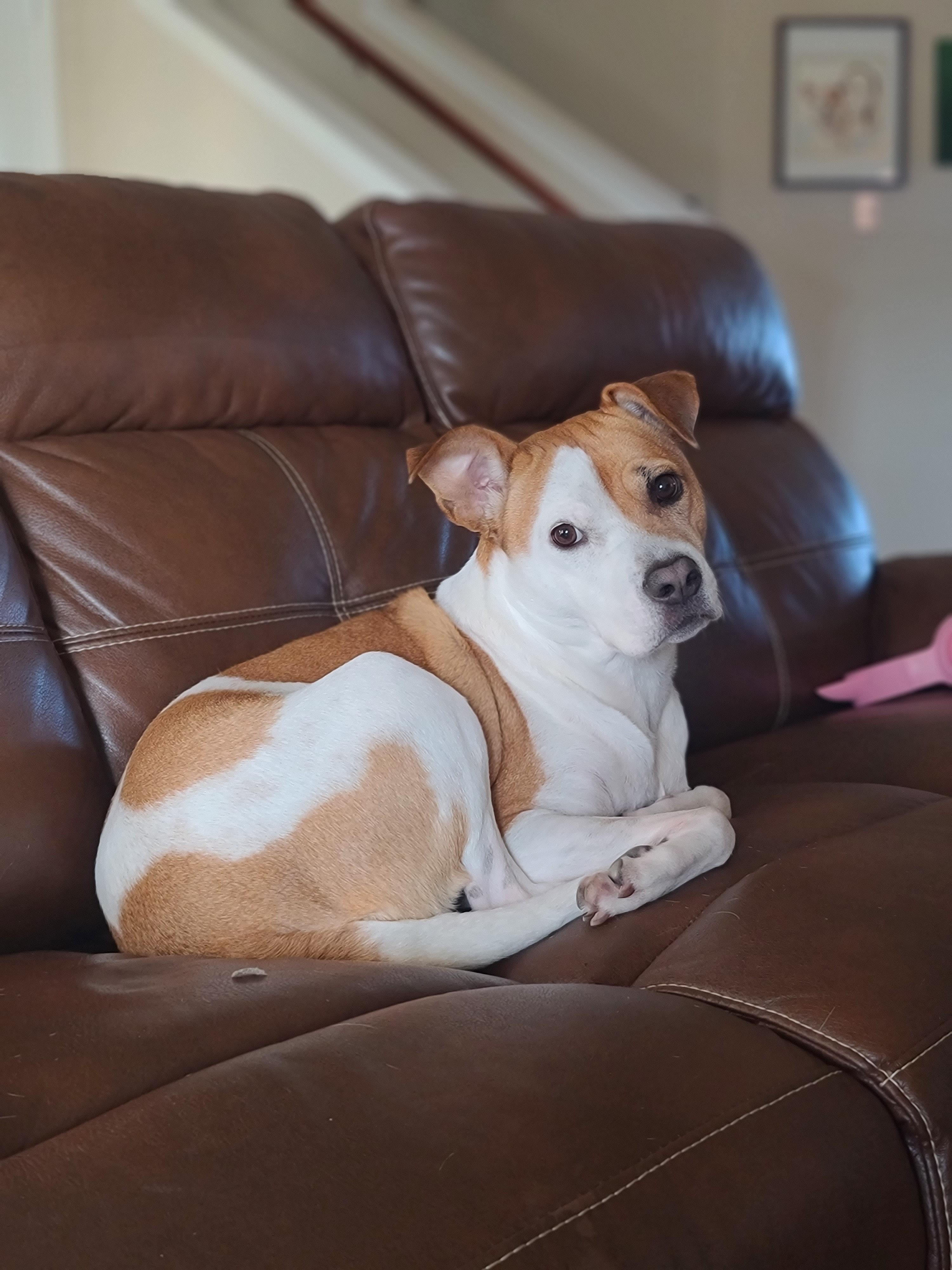 How long do staffy cross Jack Russell live for? 