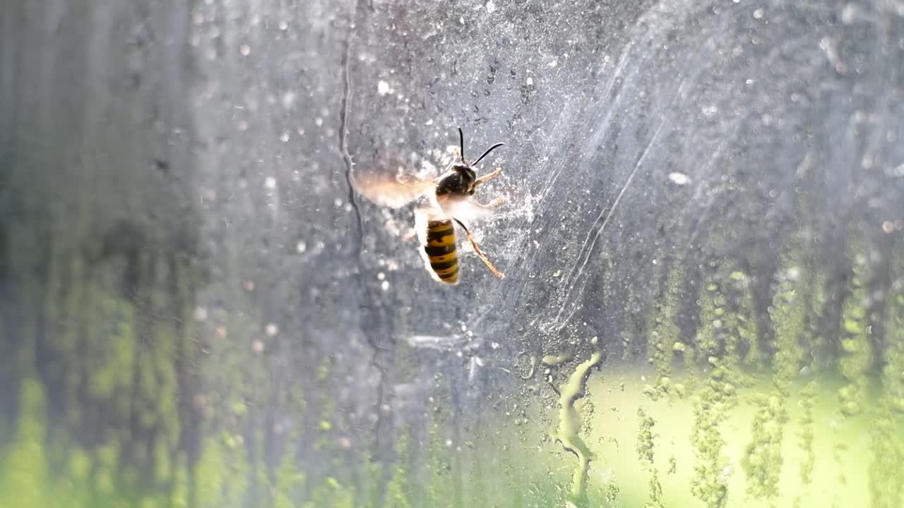 How long does it take a wasp to die indoors? 