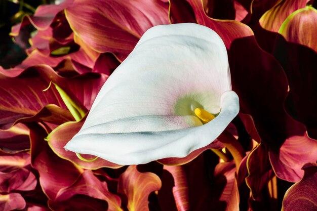 How many colors do calla lilies come in? 