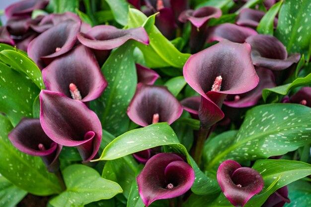 How many colors do calla lilies come in? 