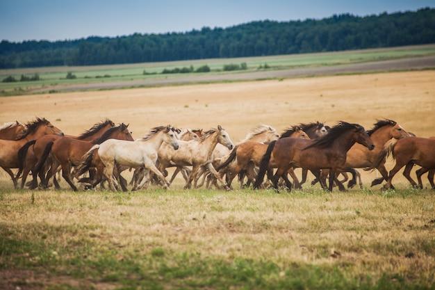 How many horses are in a wild herd? 