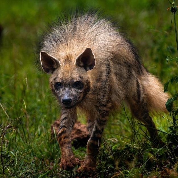How many hyenas are left in the world? 