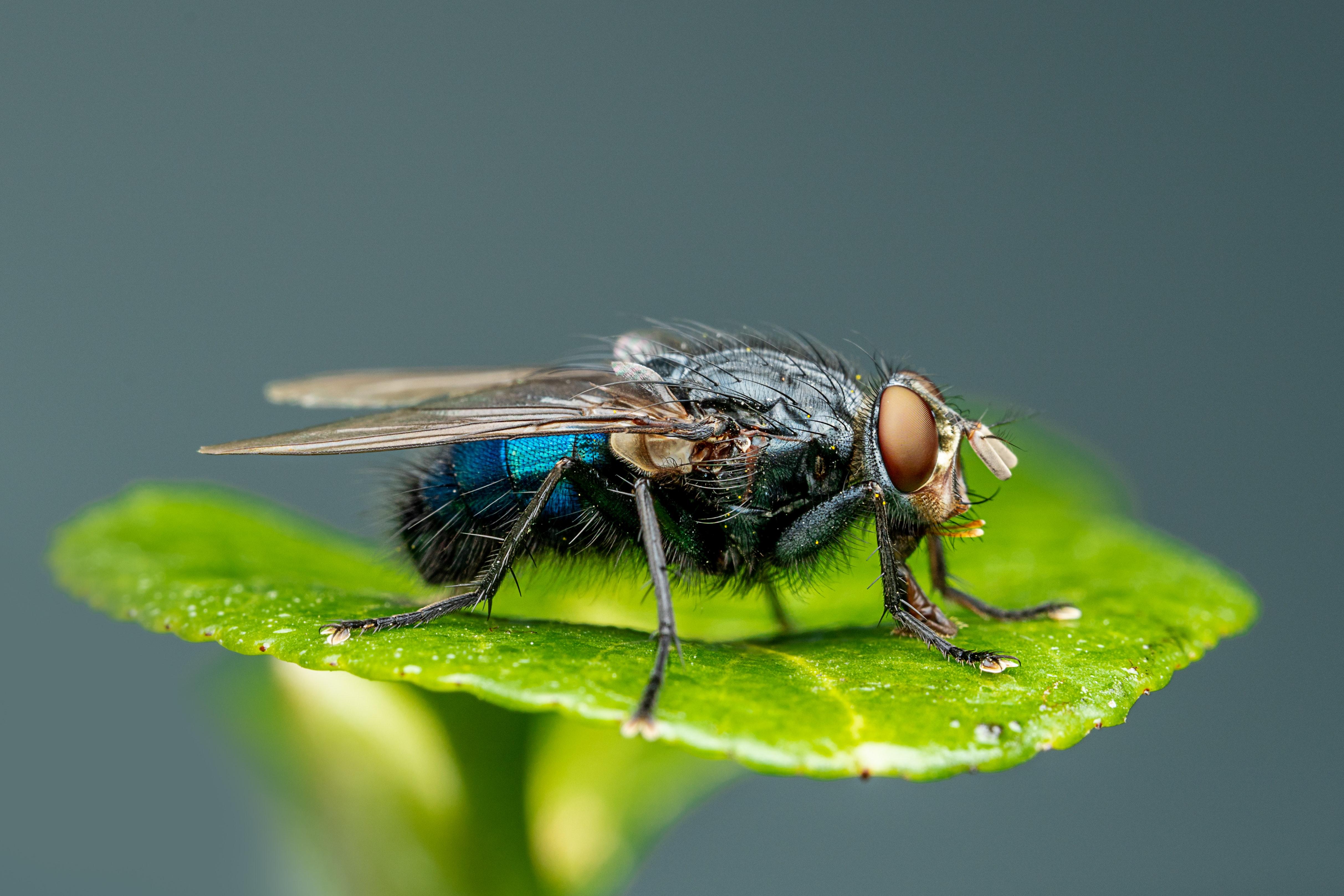 How many legs do house flies have? 