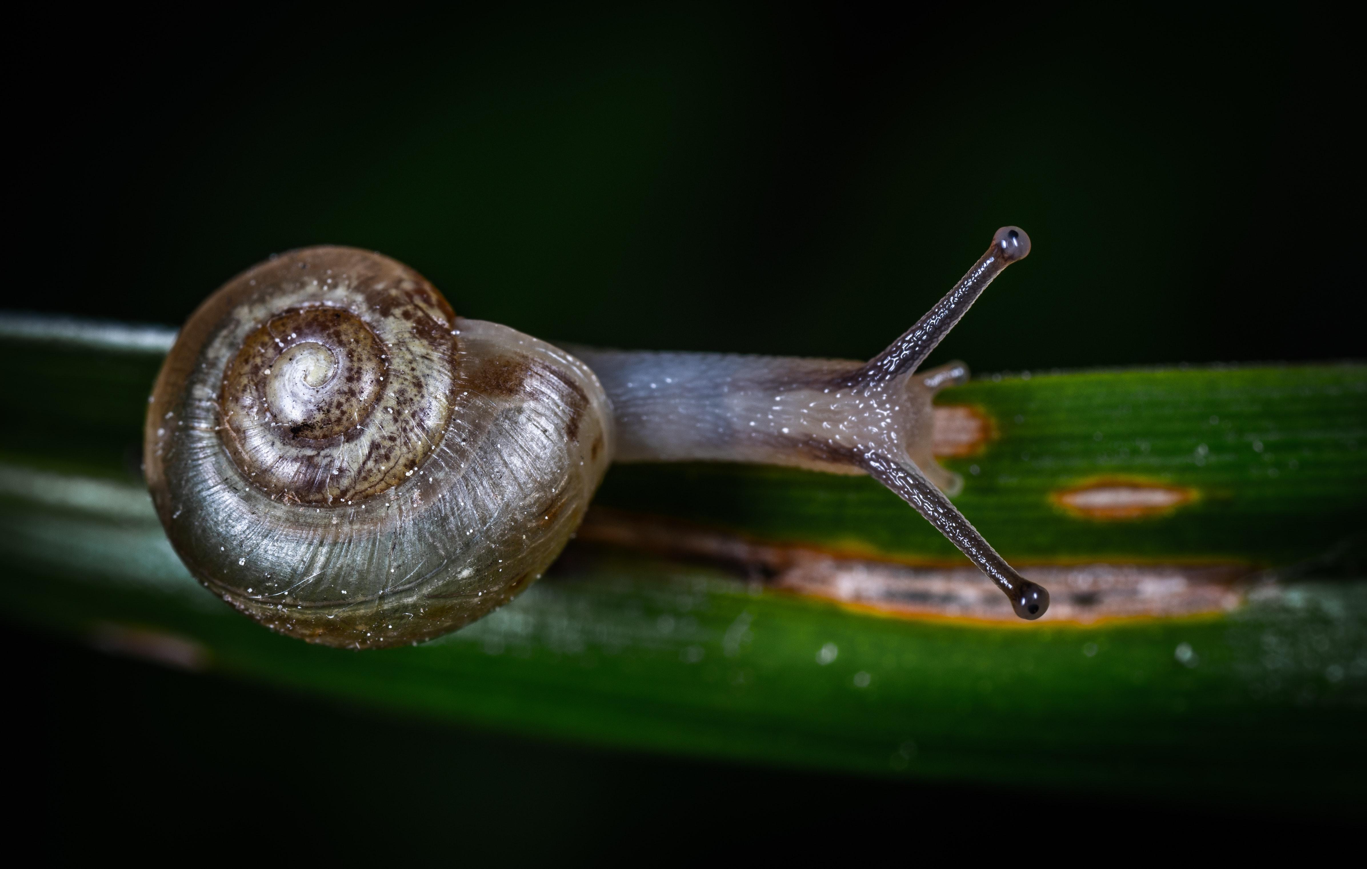 How many legs do snails have? 