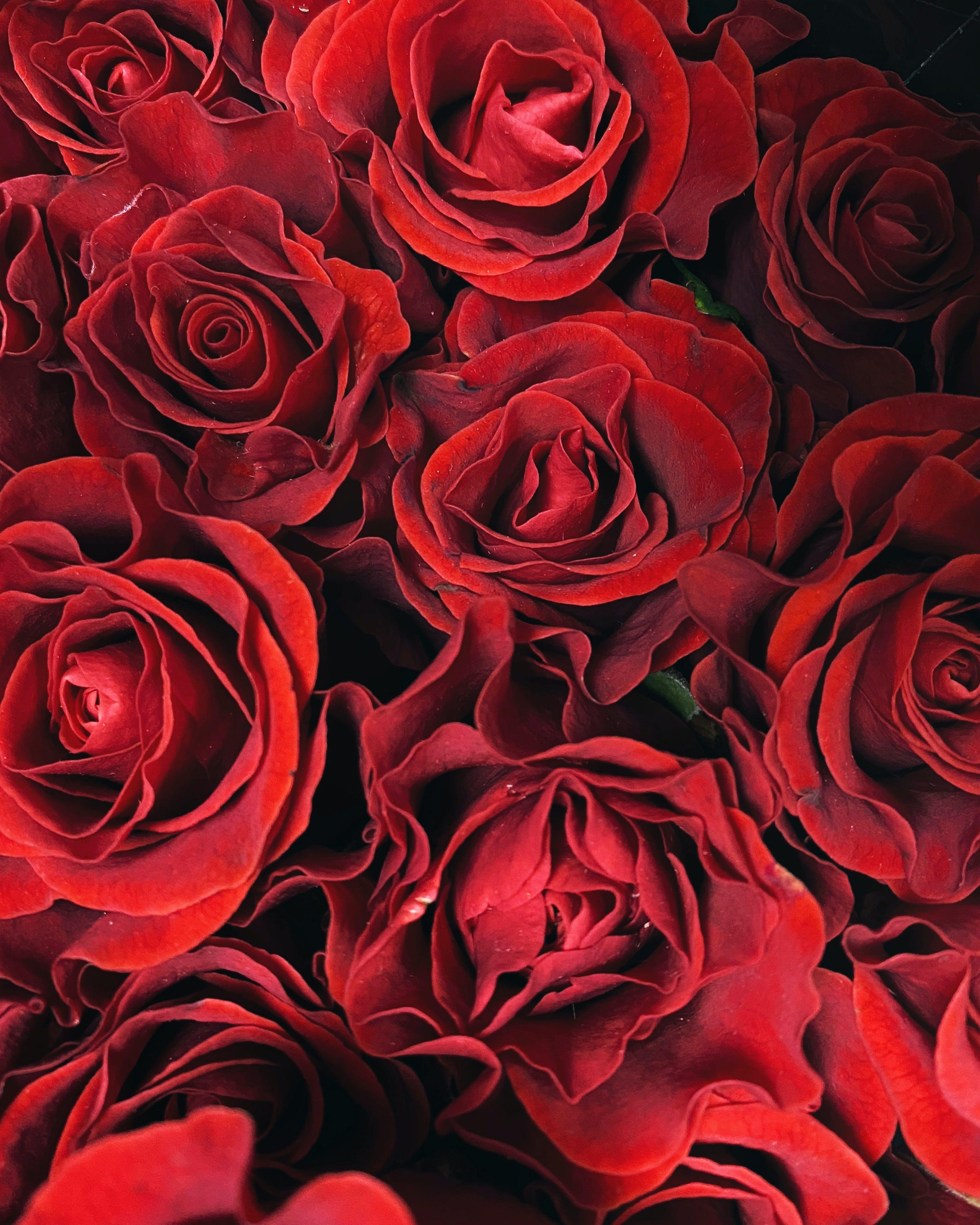 How many petals does a Red Rose have? 