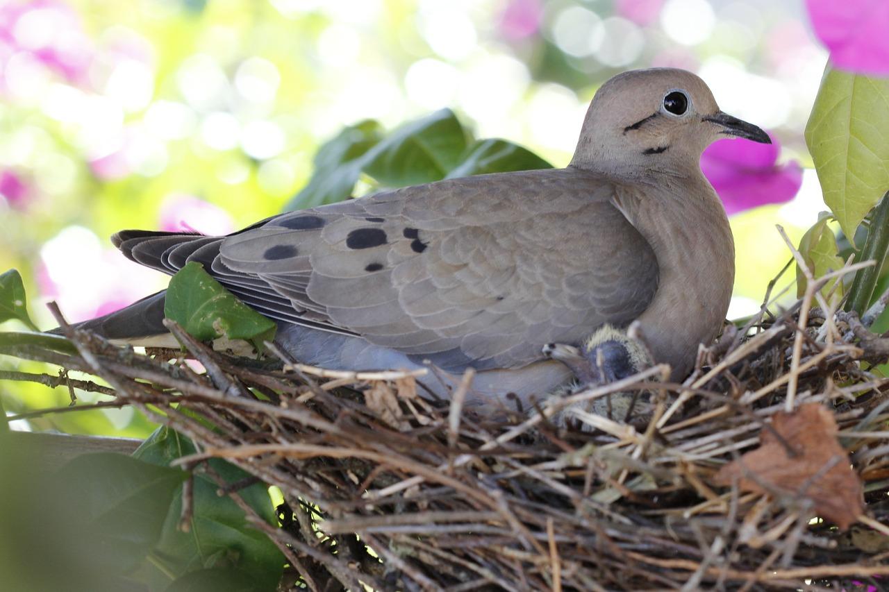 How many times do doves lay eggs a year? 