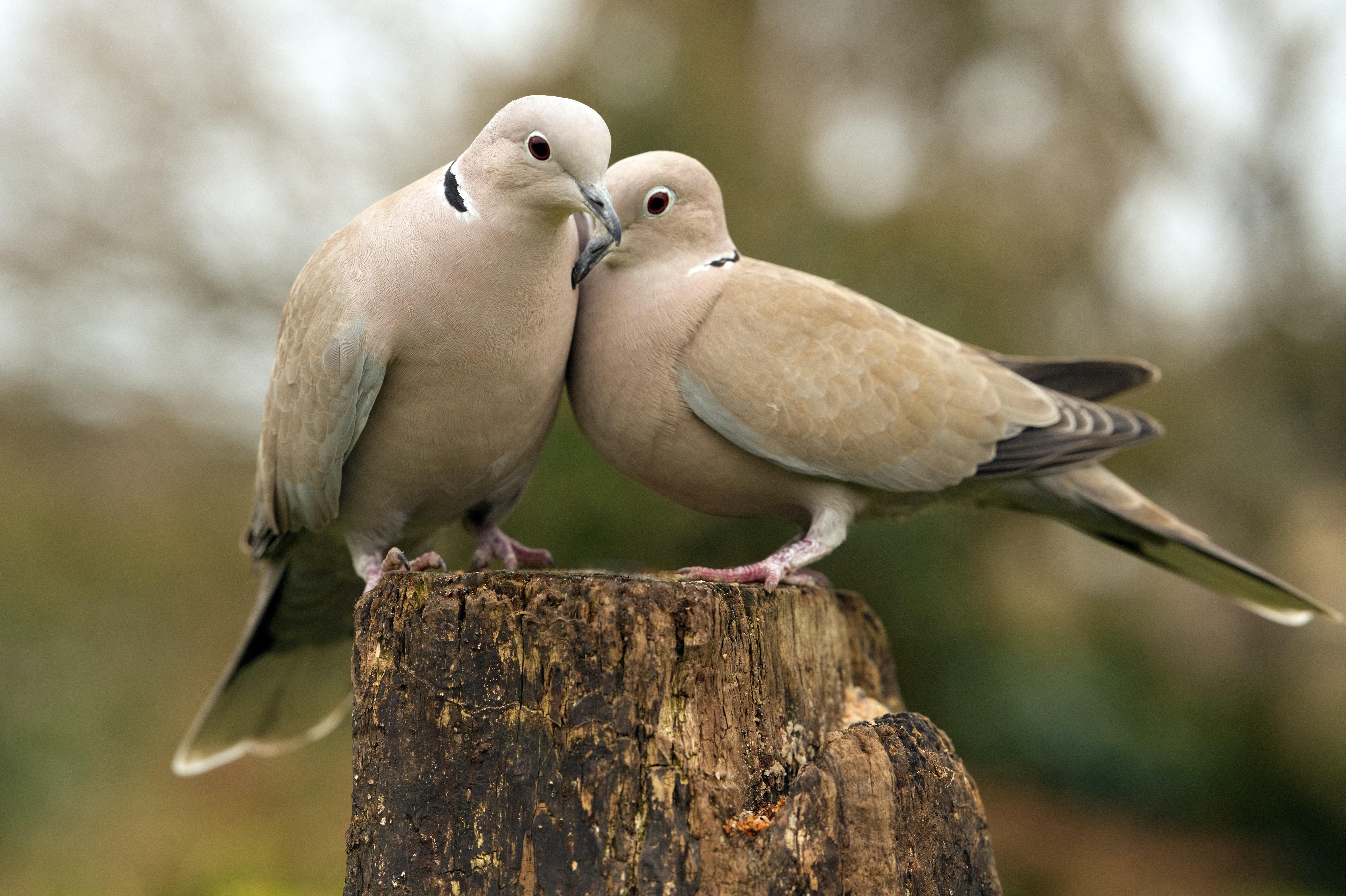 How many times do doves lay eggs a year? 