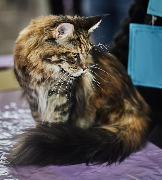 How much does a full grown Maine Coon weight? 