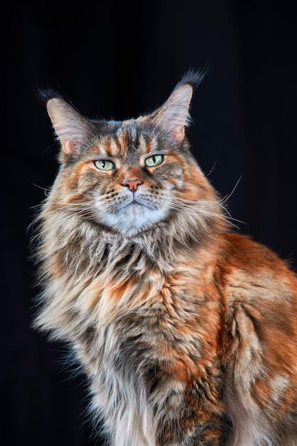 How much does a full grown Maine Coon weight? 