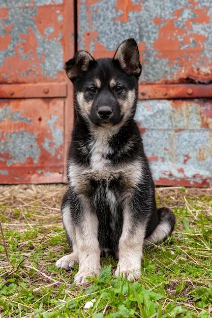 How much does a German shepherd husky mix puppy cost? 