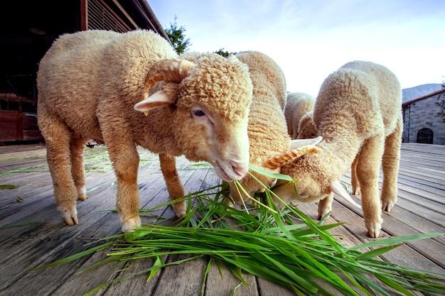 How much feed does a sheep eat per day? 