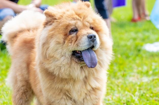 How much is a chow chow puppy cost? 