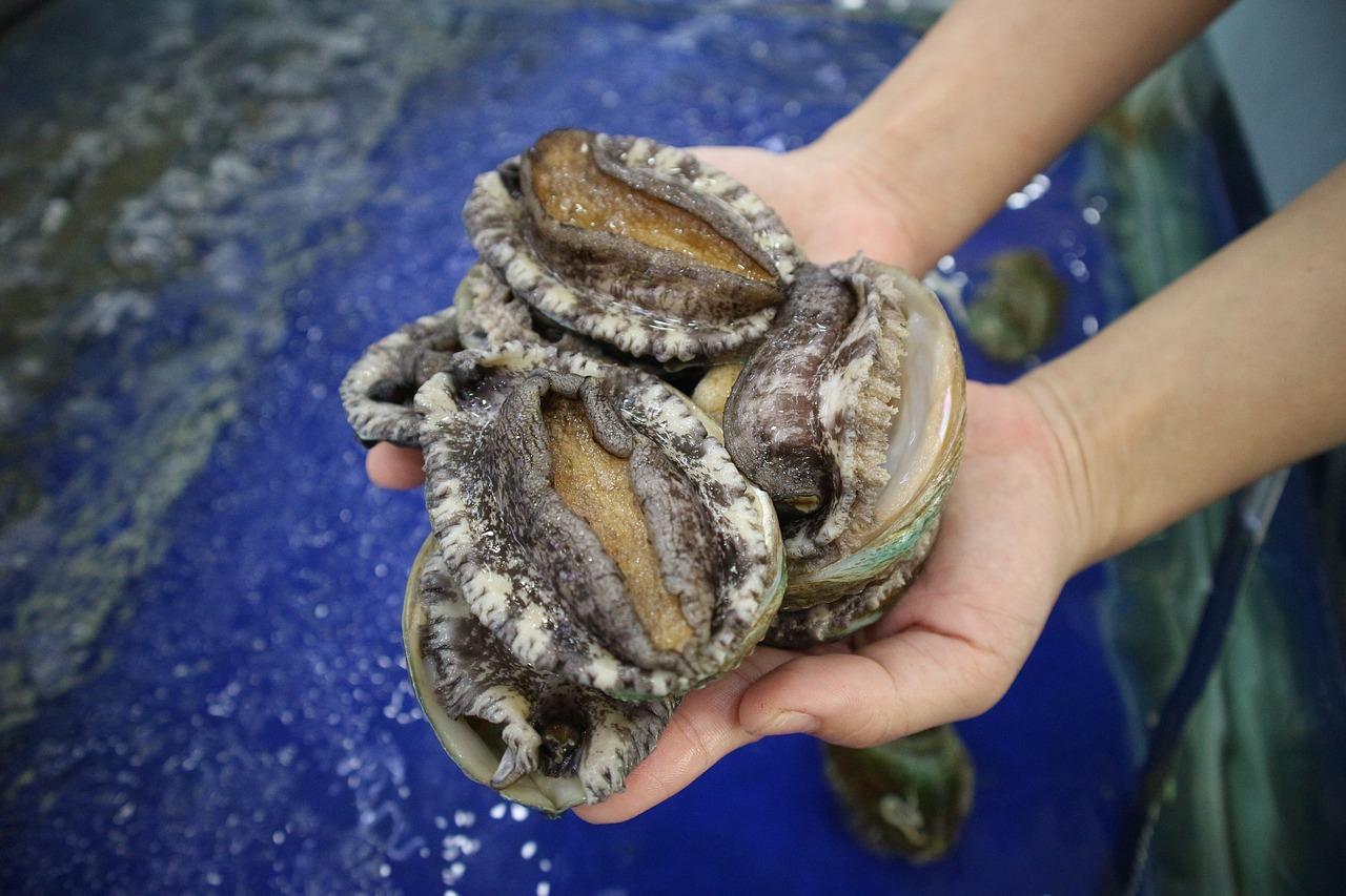 How much is an abalone license in Australia? 
