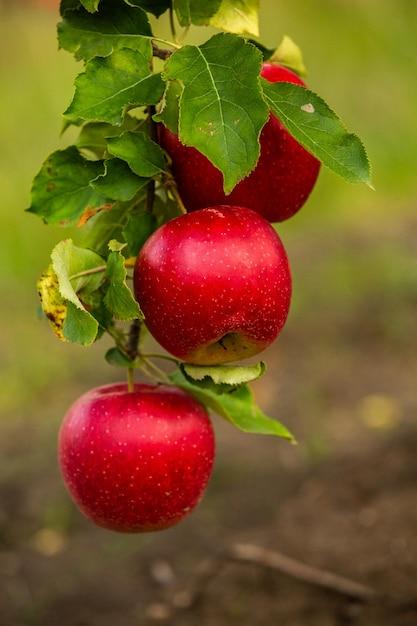 How much is Apple per pound? 