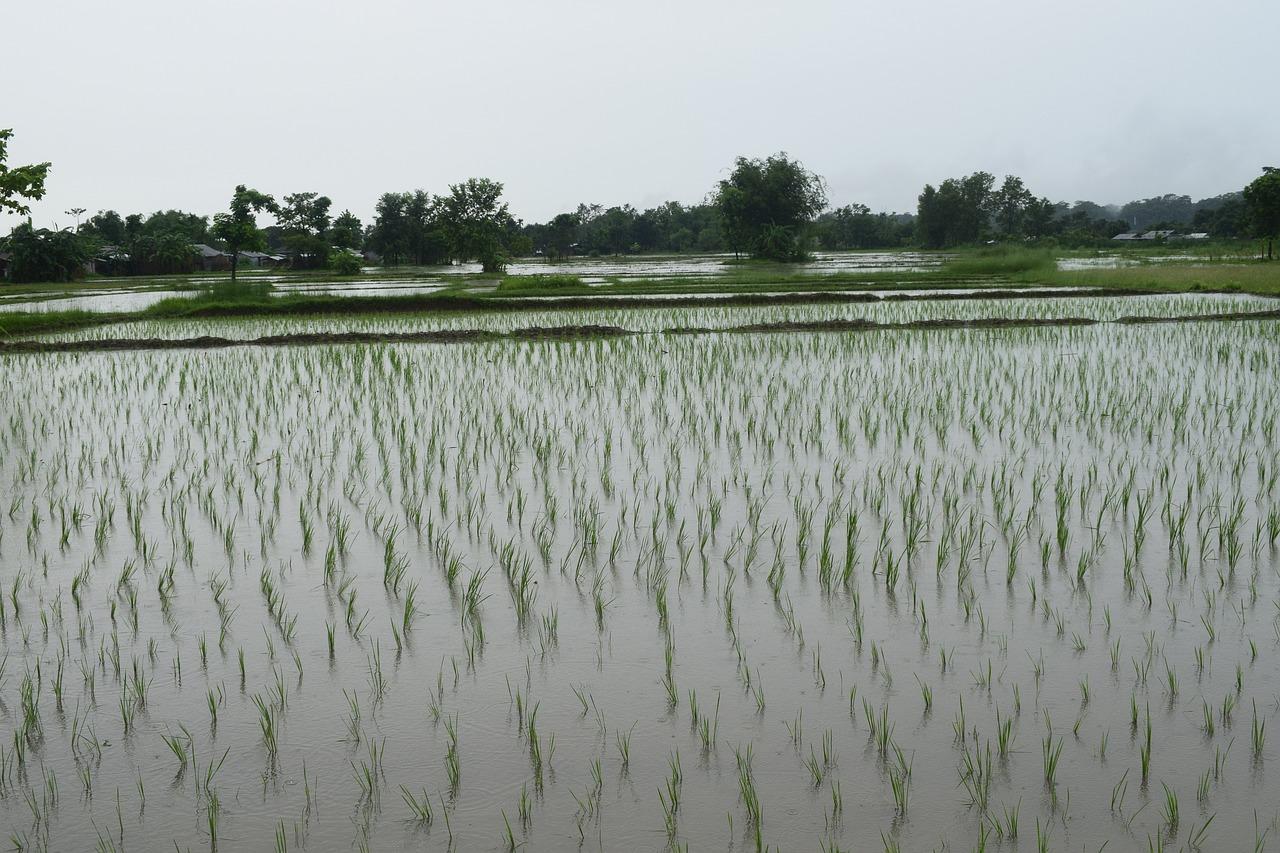 How much rainfall is needed for rice? 