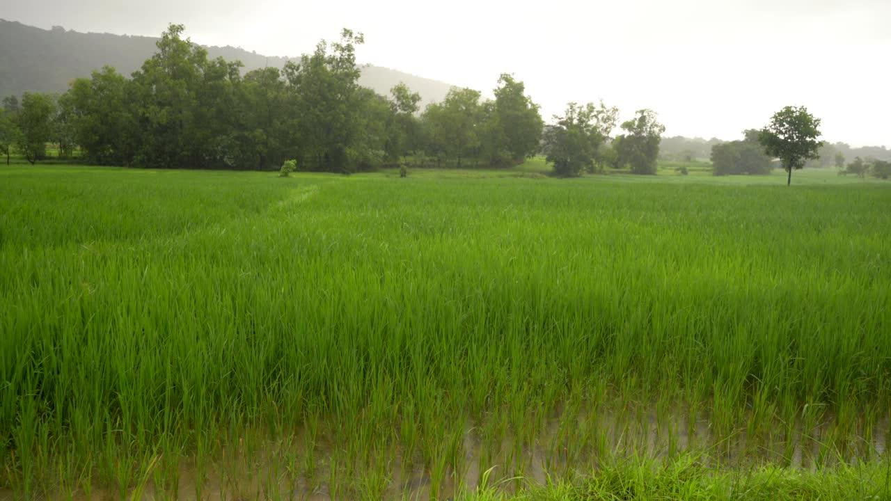 How much rainfall is needed for rice? 