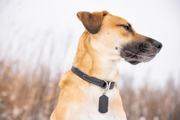 How much voltage should a dog shock collar have? 