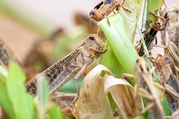 How often do grasshoppers eat? 