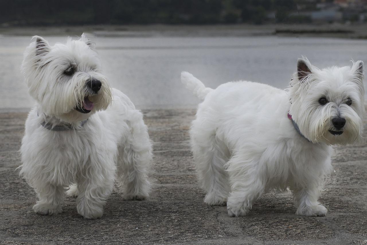 How old do Westies have to be to breed? 