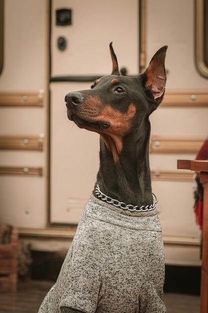 How old does a female Doberman have to be to breed? 