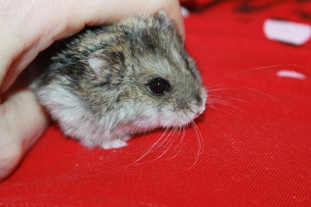 How old is the oldest Russian dwarf hamster? 