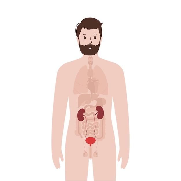 How do the endocrine and excretory system work together? 