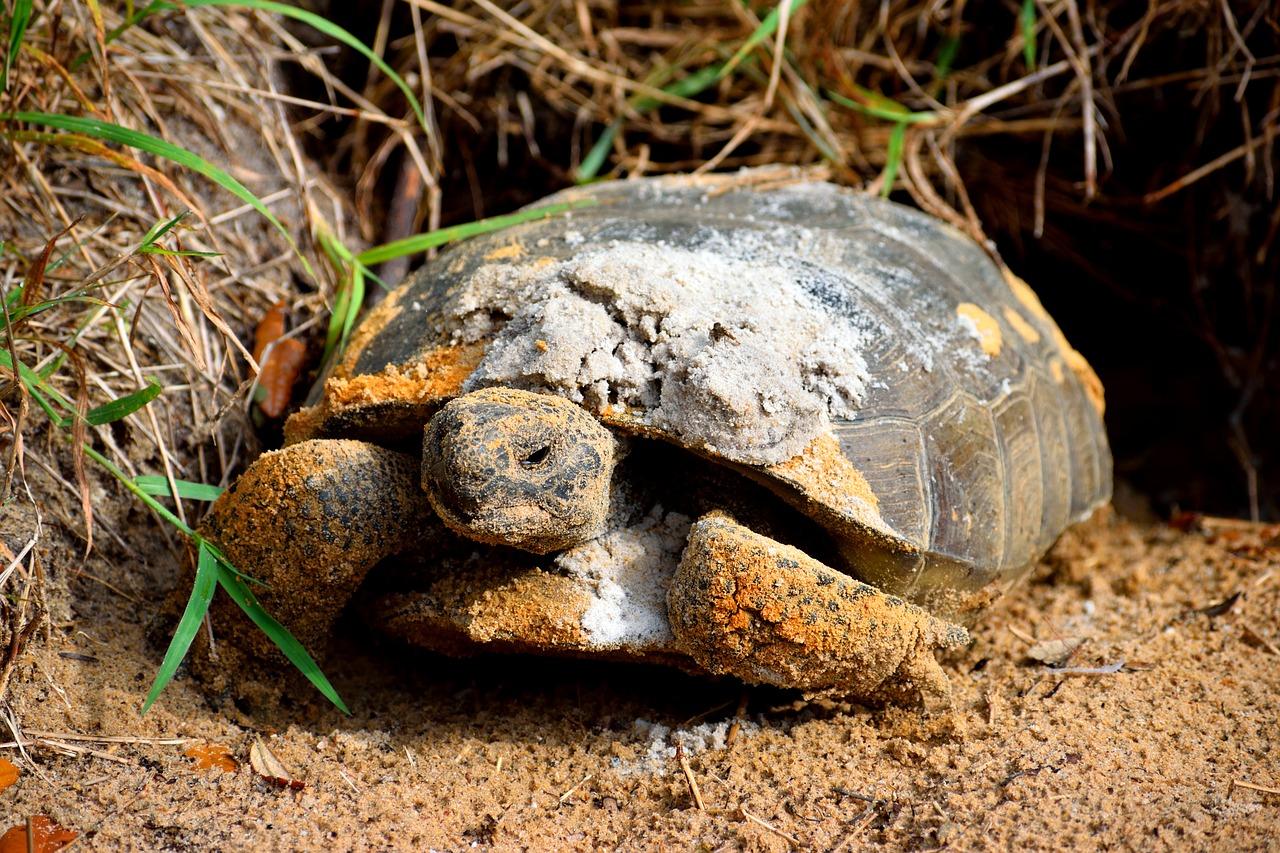 How can you tell the age of a gopher tortoise? 
