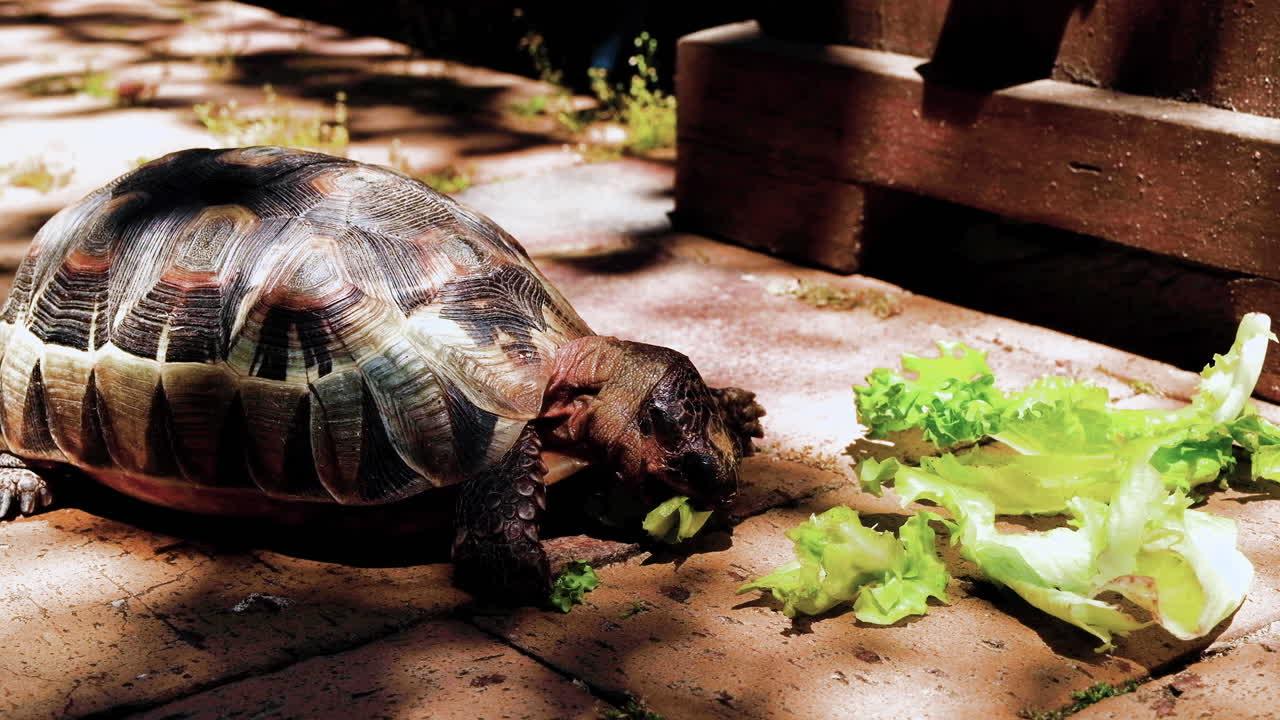 How do you eat tortoise eggs? 