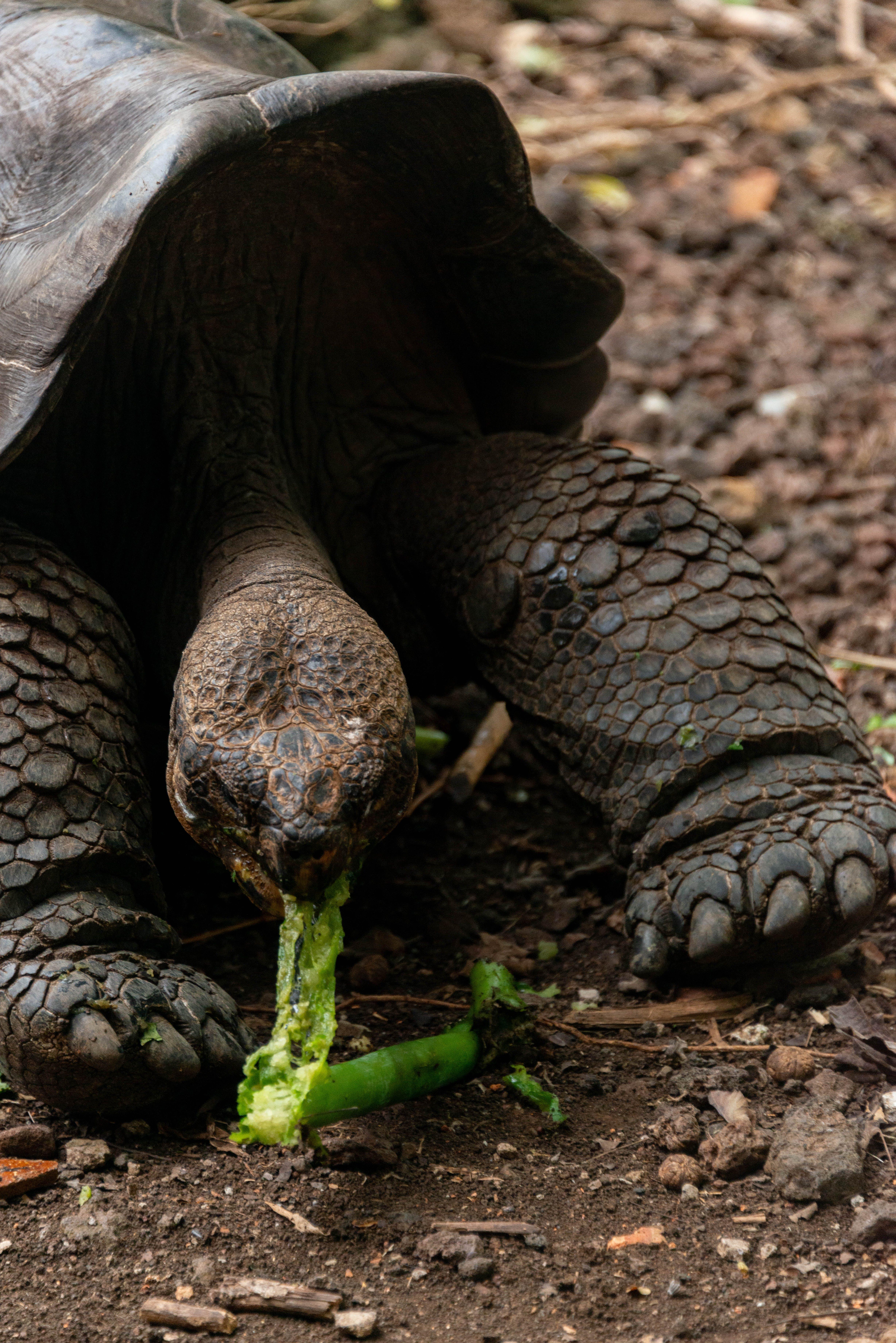 How do you eat tortoise eggs? 