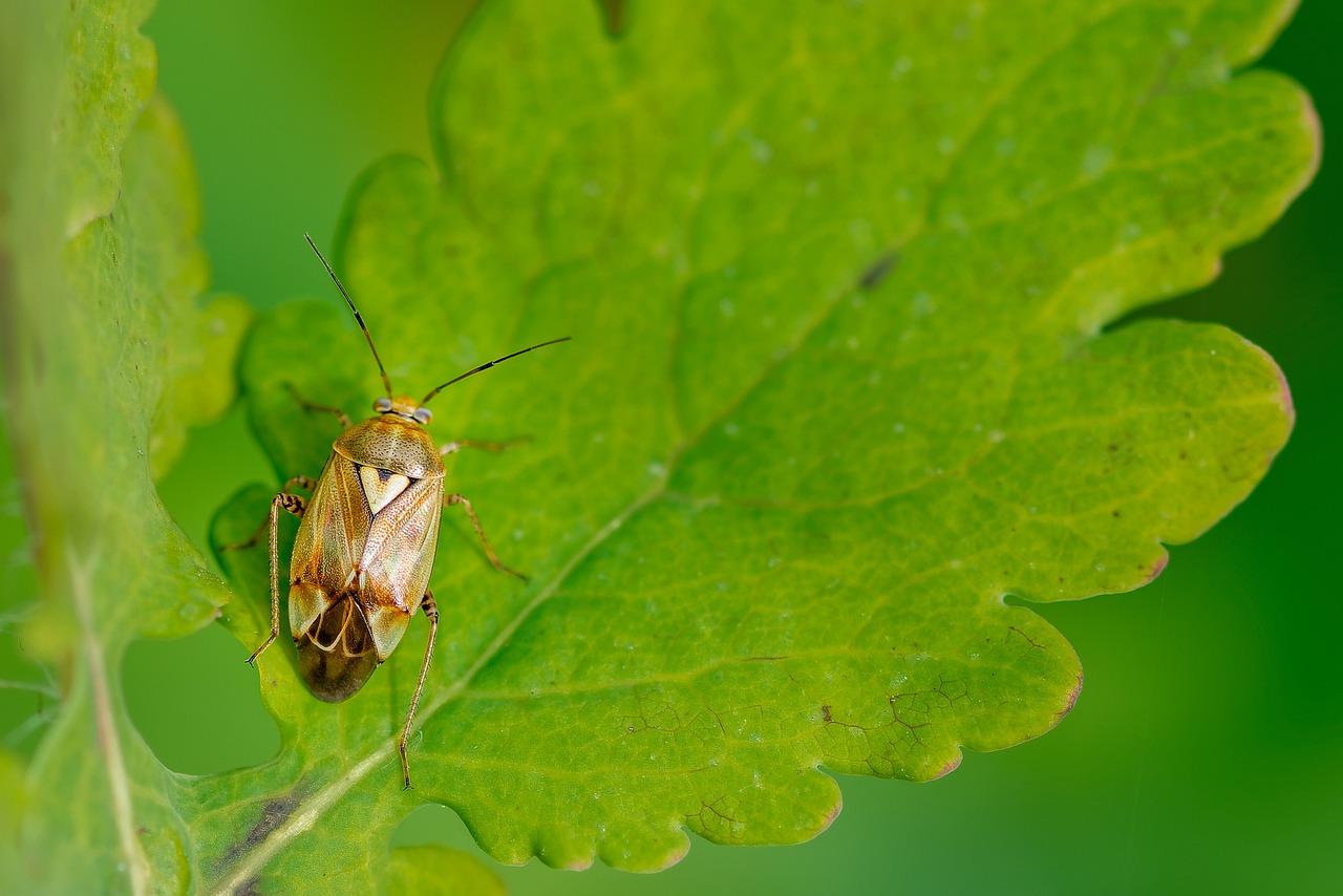 How do you get rid of lygus bugs? 