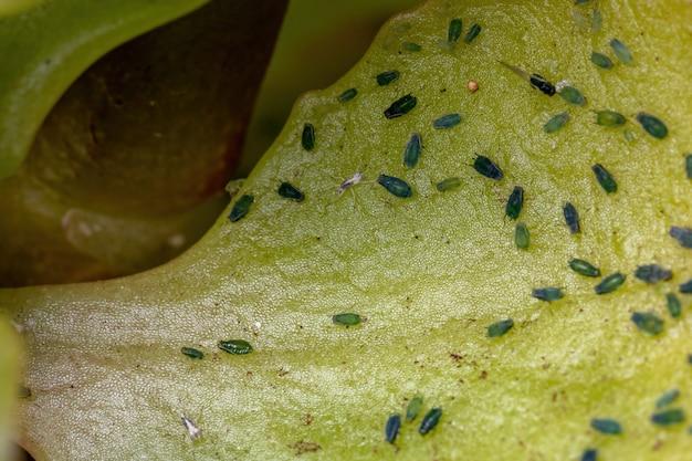 How do you get rid of whiteflies naturally? 