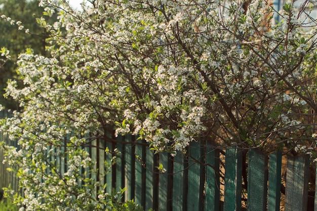 How do you prune a Sweetbay magnolia tree? 